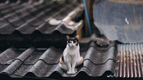 Portrait of cat sitting on roof