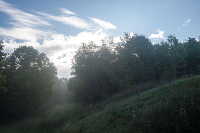 Trees in forest against sky