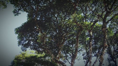 Low angle view of trees