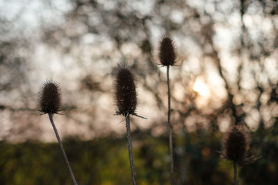 Close-up of dried thistle on field