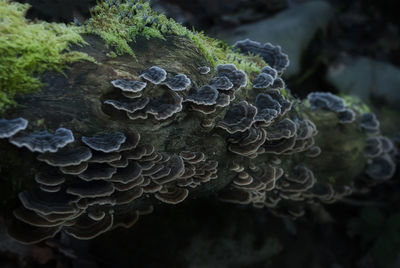 Close-up of mushroom growing on plant