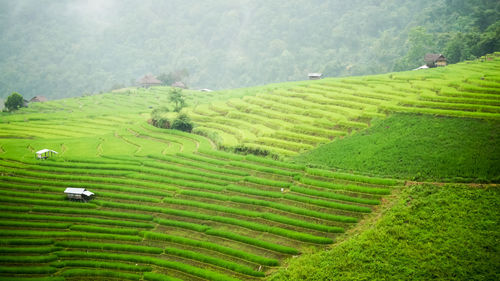 Scenic view of agricultural field