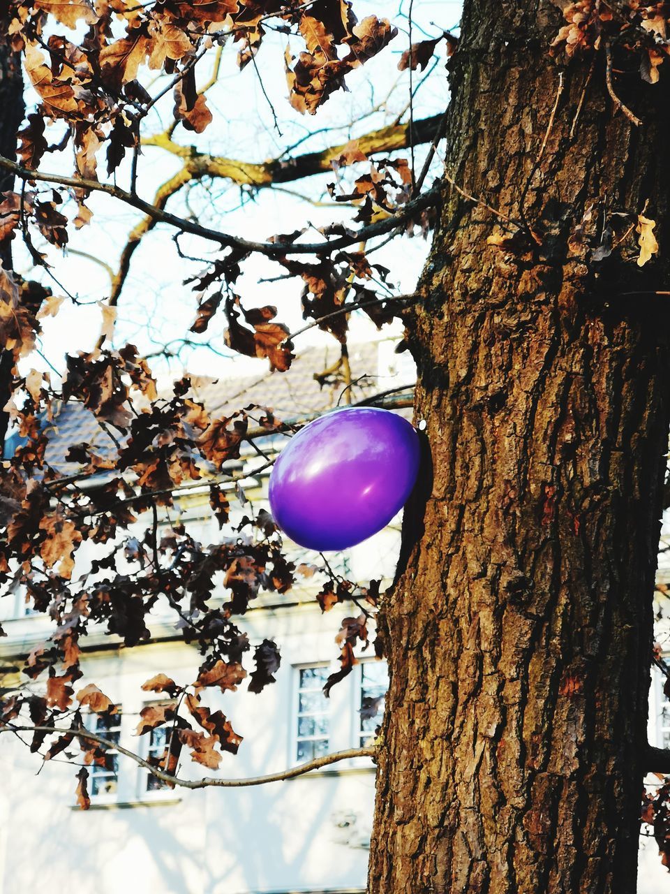 LOW ANGLE VIEW OF BALLOONS AGAINST TREES