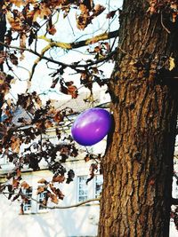 Low angle view of balloons on tree against sky