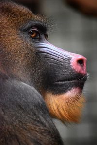 Close-up of a mandril 