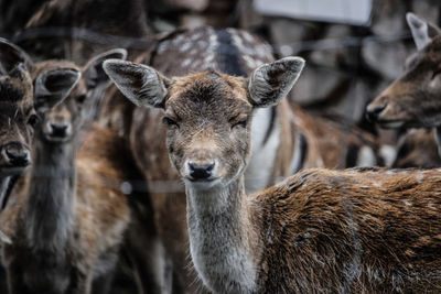 Deer at zoo