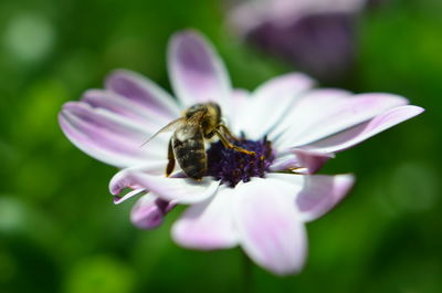 Close-up of honey bee on osteospermum
