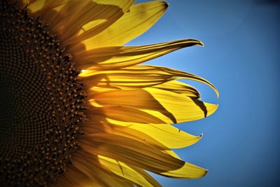 Close-up of sunflower