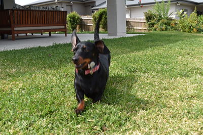 Dog standing in yard