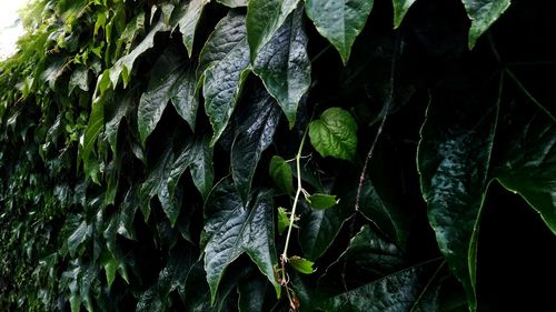 Close-up of fresh green plants