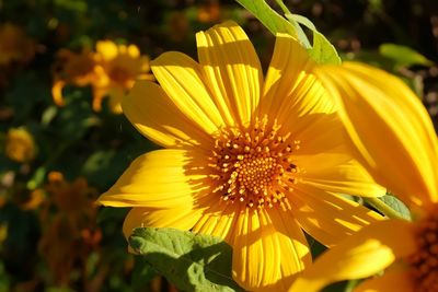 Close-up of yellow flower