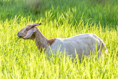 Goat on field