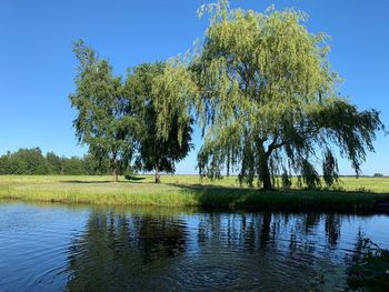 Trees by lake against sky