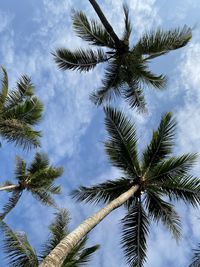 Low angle view of palm tree against sky