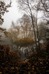 Trees growing in forest against sky during autumn