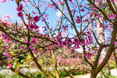 Low angle view of pink cherry blossoms in spring