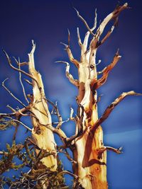 Low angle view of bare tree against blue sky