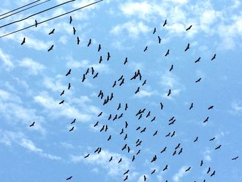 Low angle view of birds flying in sky