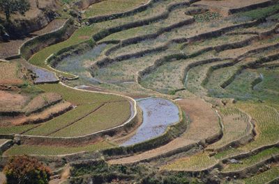 High angle view of agricultural field