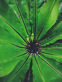 Full frame shot of green plant