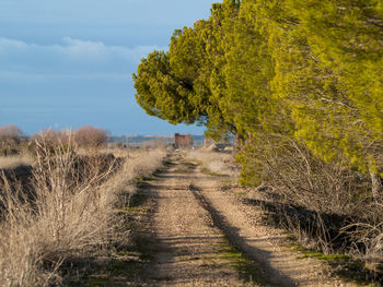 Trees on landscape against sky