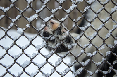 Low section of dog seen through chainlink fence during winter