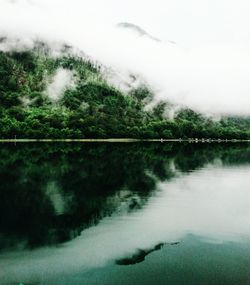 Reflection of trees in water