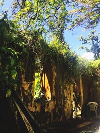 Trees amidst plants against sky