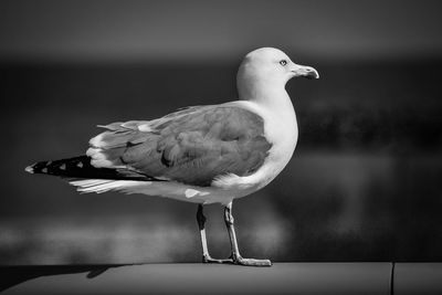 Close-up of seagull perching mouette