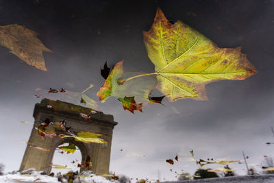 Low angle view of maple leaves against building