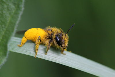 Close-up of bee pollinating on flower