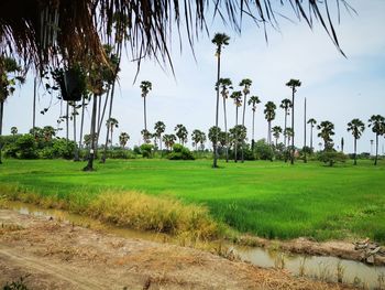 Scenic view of palm trees on field against sky