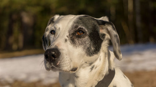 Close-up portrait of dog looking away