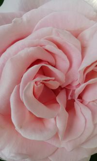 Close-up of pink rose