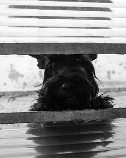 Close-up portrait of dog in lake