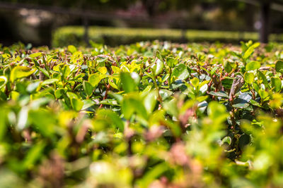 Close-up of plants growing on field