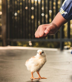 Full length of hand holding bird against blurred background