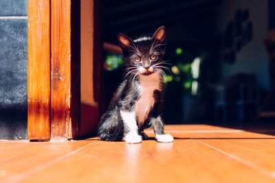 Portrait of a cat