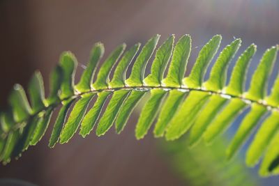 Close-up of fern leaves