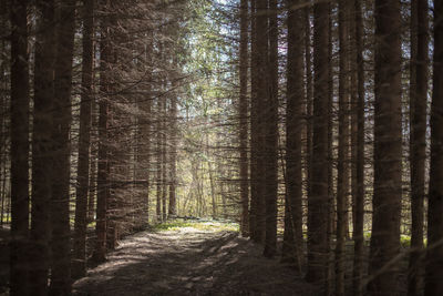 Pine trees in forest