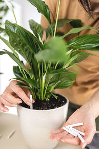 Female gardener hands adding houseplants fertilizer chopsticks to pot