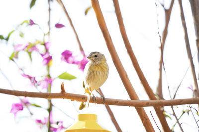 Low angle view of bird perching on branch