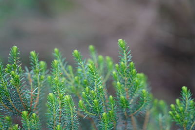 Close-up of fresh green plants