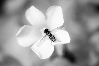 Close-up of white flower