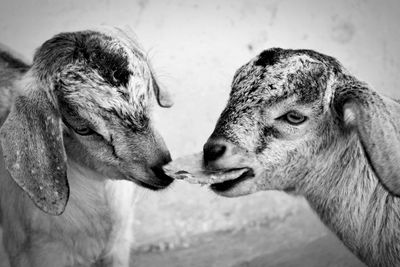 Close-up of a goat 