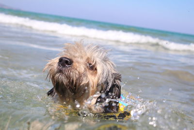 Close-up of dog in sea