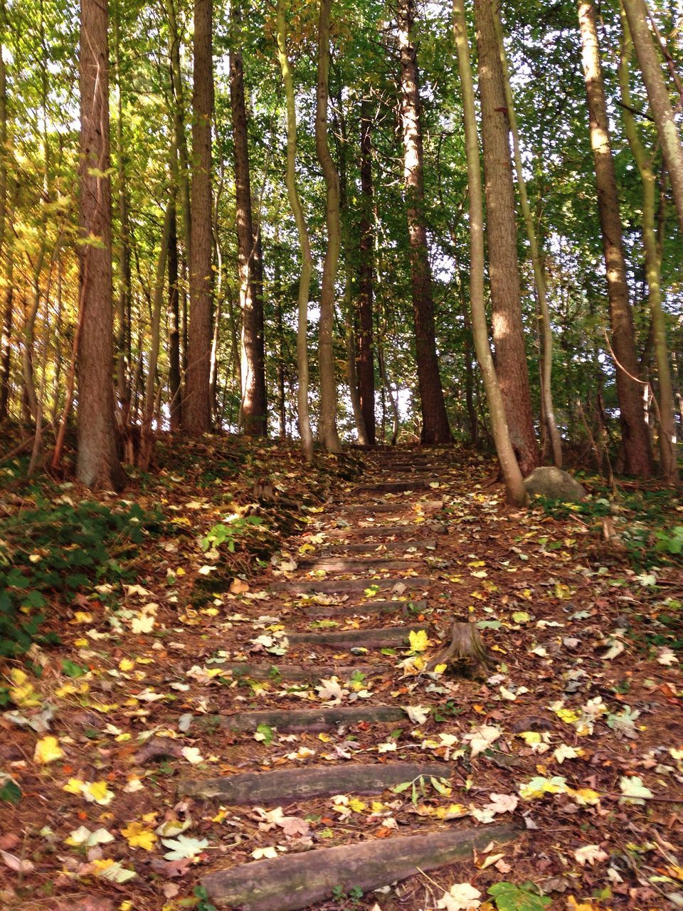 tree, nature, forest, growth, no people, tranquility, outdoors, beauty in nature, leaf, green color, autumn, scenics, day, tree trunk, sky