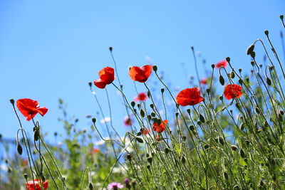 Close-up of red poppy flowers on field against sky