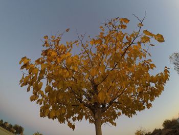 Low angle view of tree against clear sky