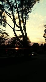 Silhouette of trees at sunset